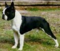Boston Terrier